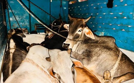 गोवंश तस्करी; 8 जणांची टोळी तडीपार! विहिंप बजरंग गोरक्षा विभागाच्या पाठपुराव्याला यश