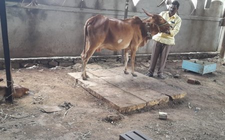 गोरक्षा, गोवसंवर्धनाची यशोगाथा! गायत्री, लक्ष्मी यांना झाले खोंड