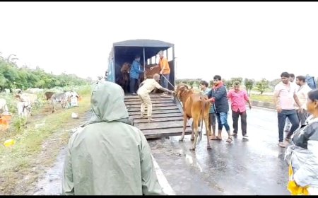 वडकबाळ येथील 92 गोवंशाची पुरातून सुरक्षित सुटका
