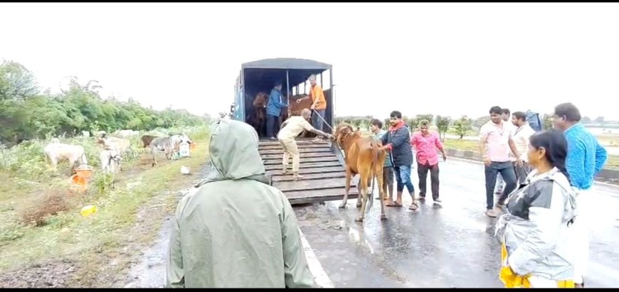 वडकबाळ येथील 92 गोवंशाची पुरातून सुरक्षित सुटका