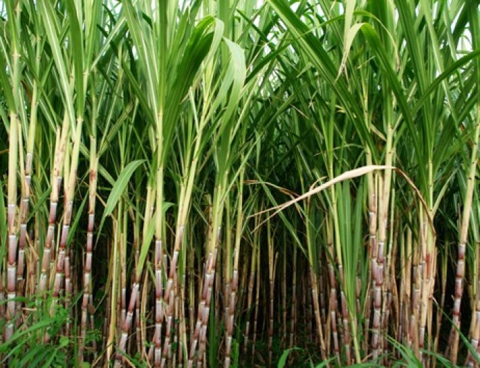 साखर सम्राटांची घोर निराशा, कर्जास एनसीडीसीचा ब्रेक