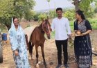 इंधनवर उतारा; अधिक मासात जावयाला घोडी गिफ्ट