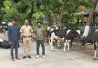 संशयित कत्तलखान्यातून २१ जनावरांची सुटका