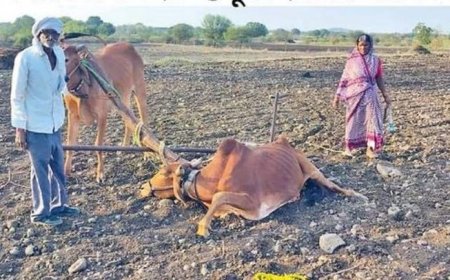 लातूर : मदतीचा बैल आजारी निघाला; शेतकऱ्यावर उपचाराचा खर्च, प्रशासनाच्या कारभारावर प्रश्नचिन्ह