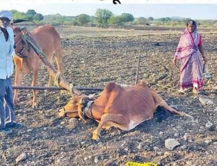 लातूर : मदतीचा बैल आजारी निघाला; शेतकऱ्यावर उपचाराचा खर्च, प्रशासनाच्या कारभारावर प्रश्नचिन्ह