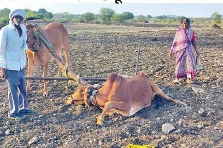 लातूर : मदतीचा बैल आजारी निघाला; शेतकऱ्यावर उपचाराचा खर्च, प्रशासनाच्या कारभारावर प्रश्नचिन्ह