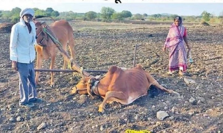 लातूर : मदतीचा बैल आजारी निघाला; शेतकऱ्यावर उपचाराचा खर्च, प्रशासनाच्या कारभारावर प्रश्नचिन्ह