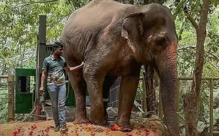 अखेर माधुरी हत्तीची नांदणी मठात घरवापसी; कोल्हापुरात दिवाळीसारखा उत्साह
