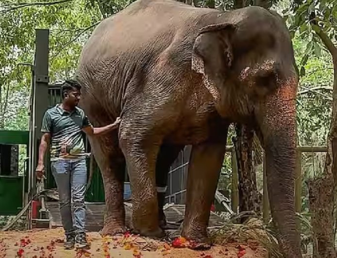 अखेर माधुरी हत्तीची नांदणी मठात घरवापसी; कोल्हापुरात दिवाळीसारखा उत्साह
